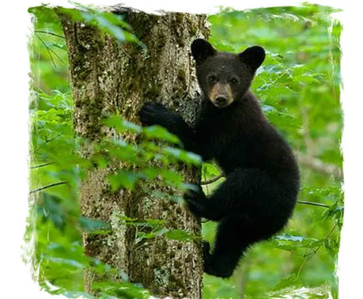 black bear baby stelprd3805807    from usda.gov site.png