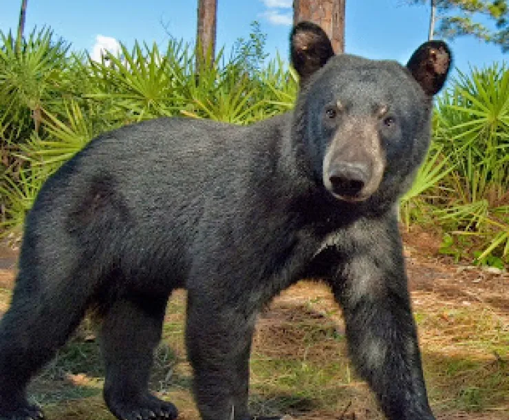 black bear medium.jpg