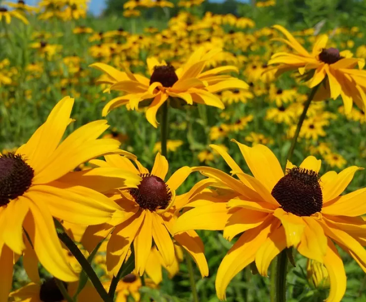 black-eyed-susan-856460_960_720.jpg