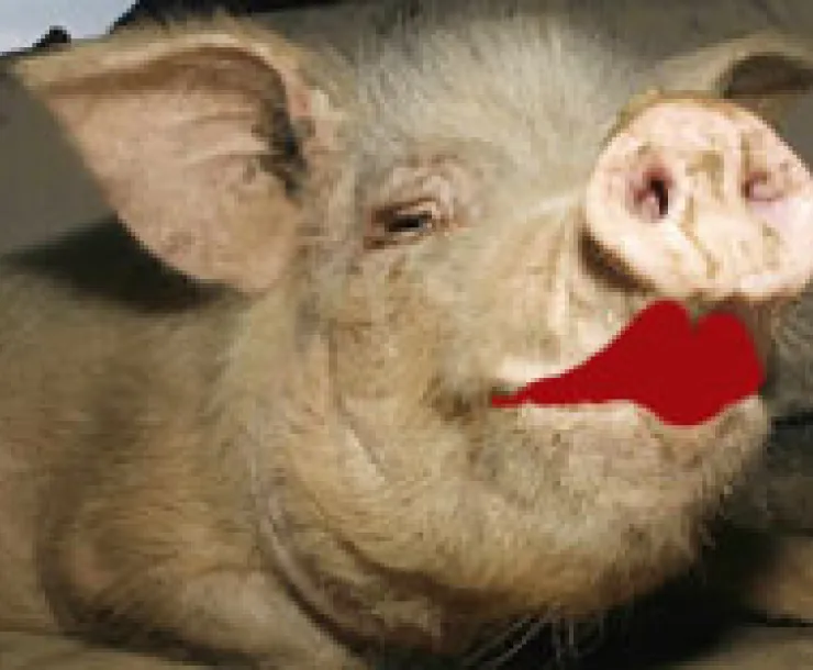 blog-Lipstick-on-a-pig.jpg