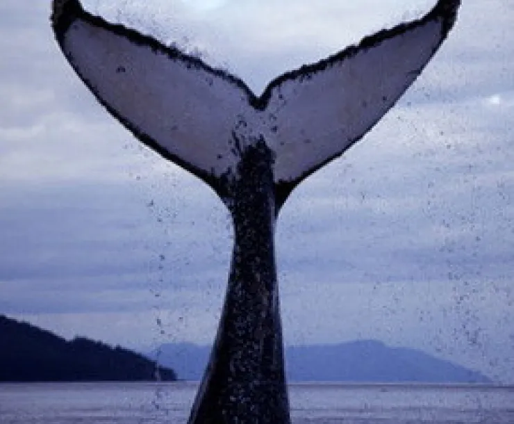 blog-WhaleFluke.jpg