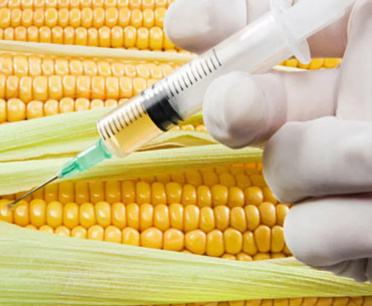 blog-gmo.jpg