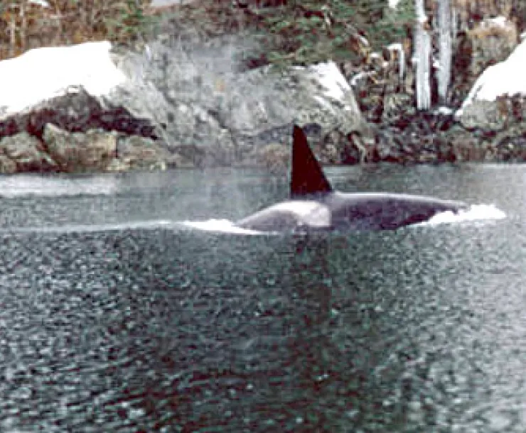 blog-orca.jpg