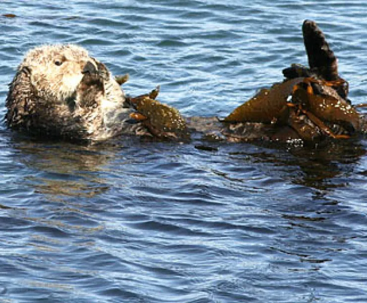 blog-otterback.jpg