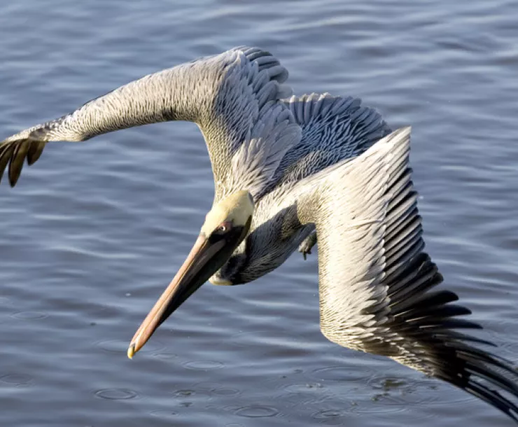 blog-pelicanusfws.jpg