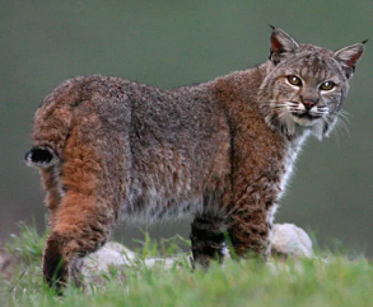 bobcat.jpg