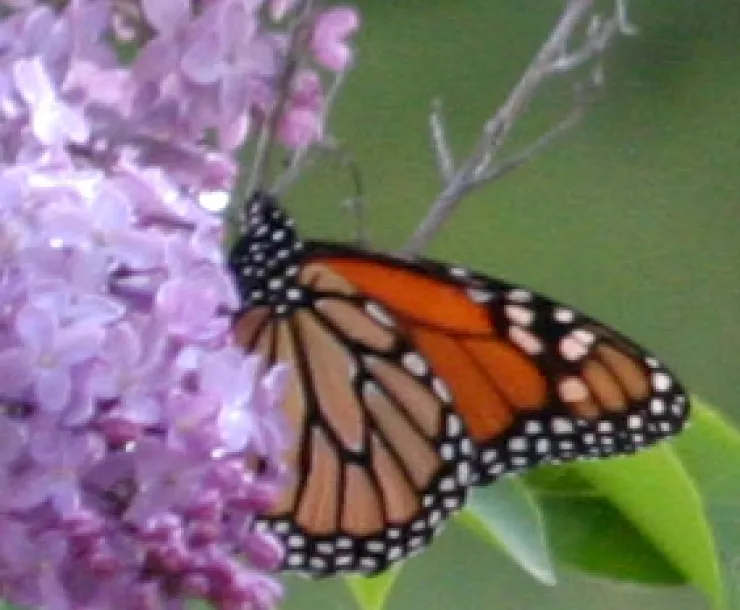 butterfly-thumb.jpg