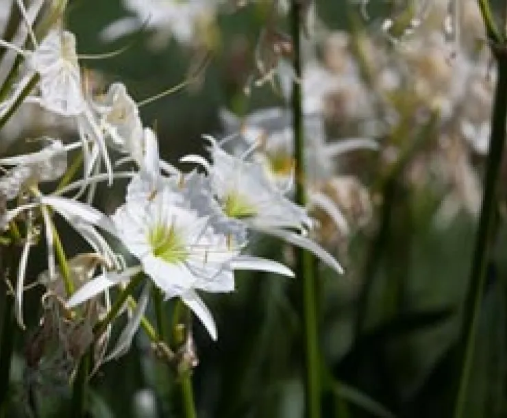 cahaba-lilies-2.jpg