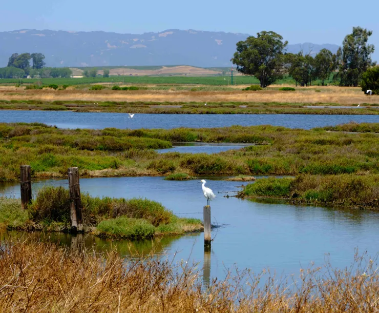 carneros green 2_9 small.jpg