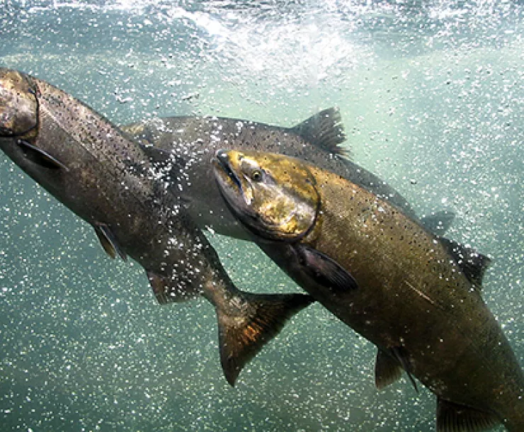 chinook-salmon.jpg