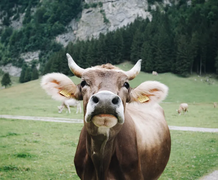 claudio-schwarz-purzlbaum-uR5w1Y9-8yE-unsplash.jpg
