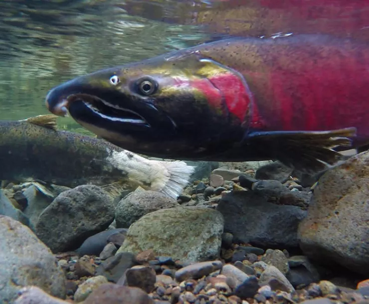 cohosalmon-Flickr_BLMOregon (1).jpg