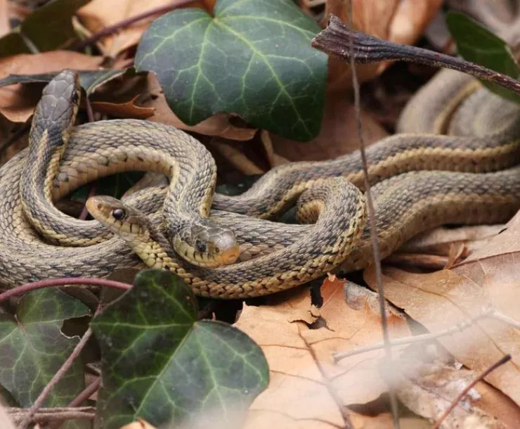 commonGarterSnake.jpg