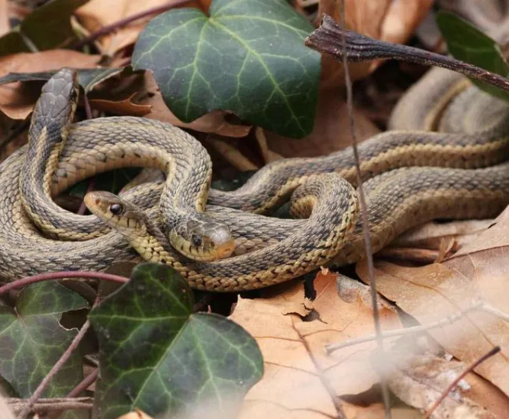 commonGarterSnake.jpg