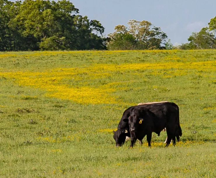 cows-1.jpg