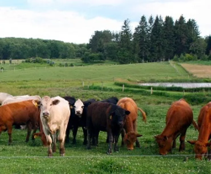 dan farm image (1).jpg