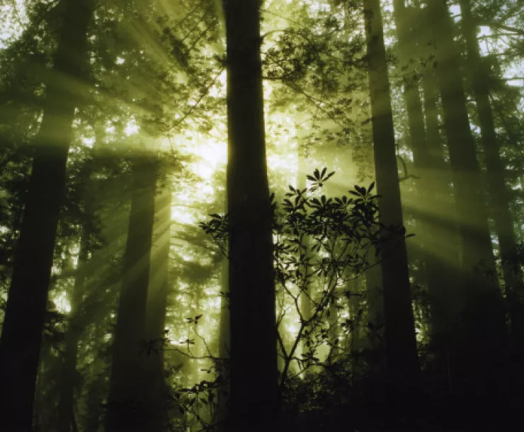 dawn-in-the-redwood-forest.jpg