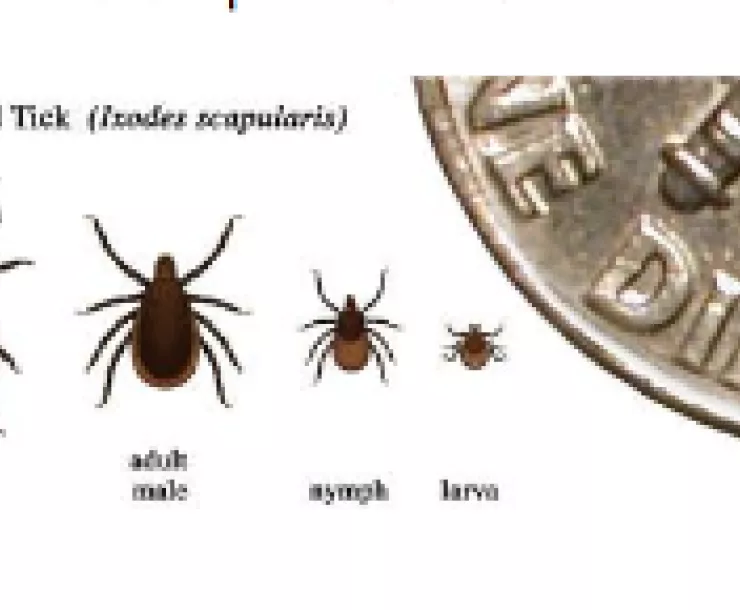 deer ticks.png