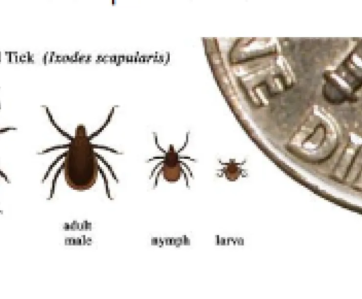 deer ticks.png