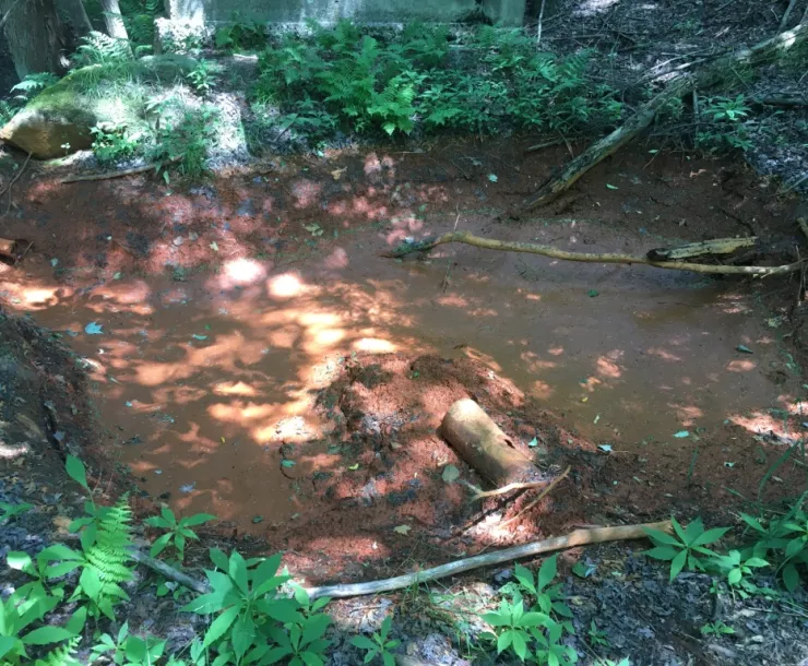 deer_well thumbnail.jpg