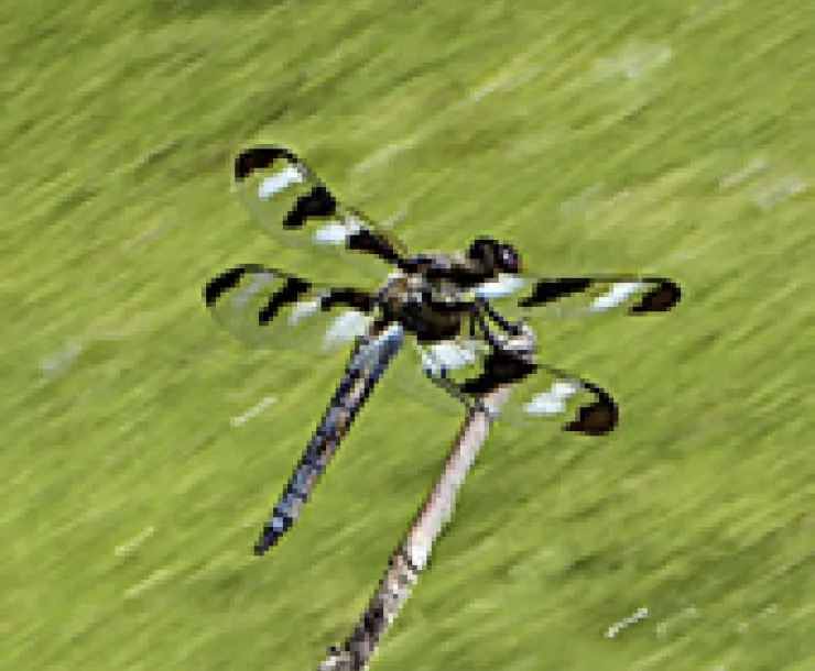 dragonfly.jpg
