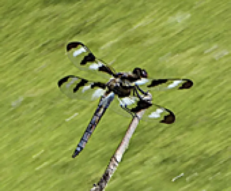 dragonfly.jpg