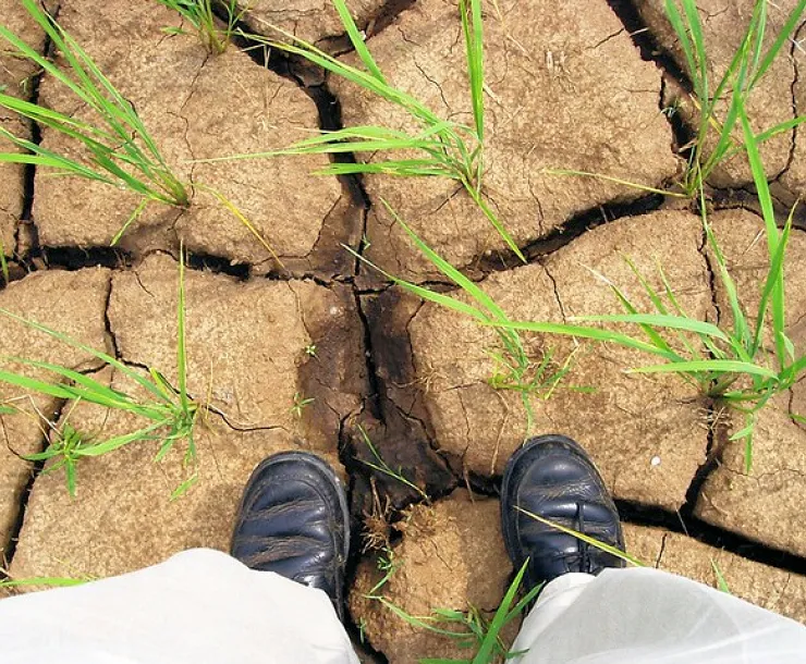drought IRRI Photos.jpg
