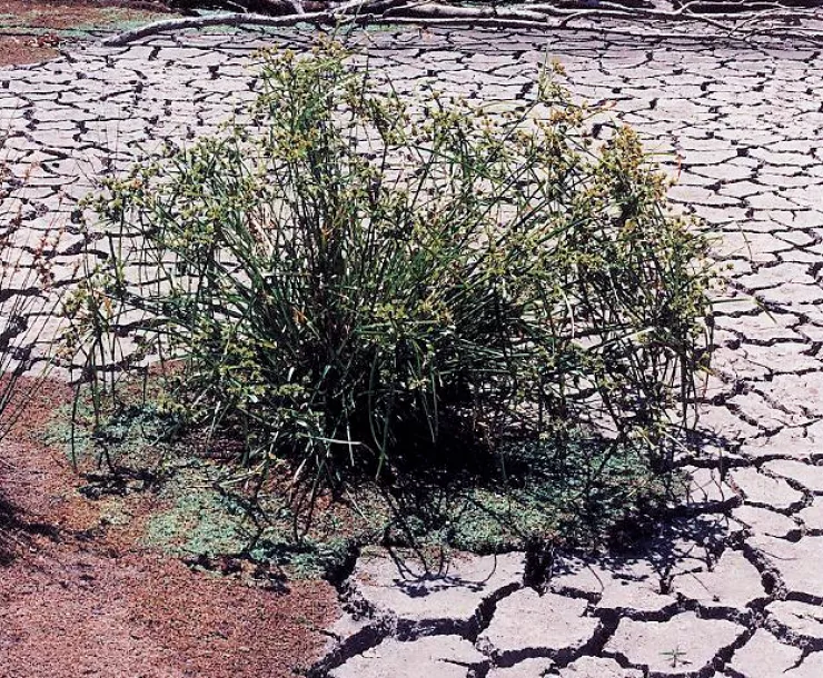drought.jpg