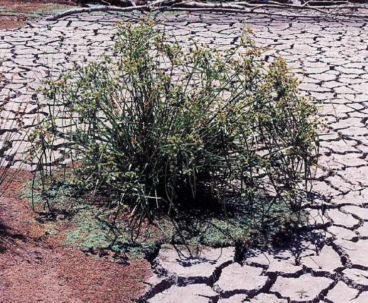 drought.jpg