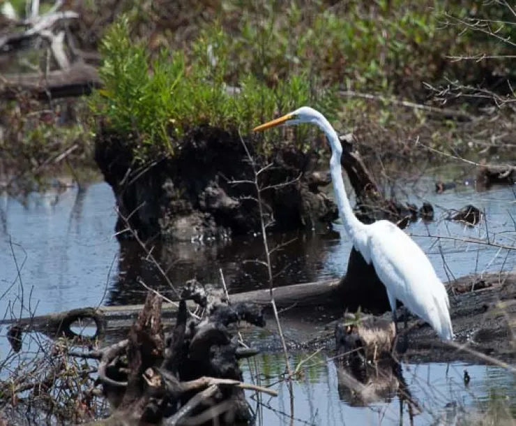 egret-1.jpg