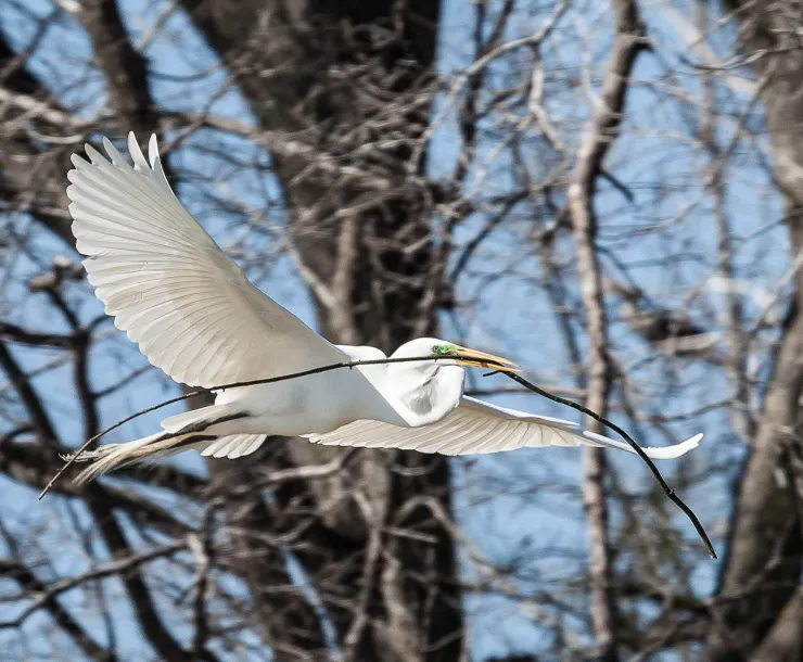 egret-1.jpg