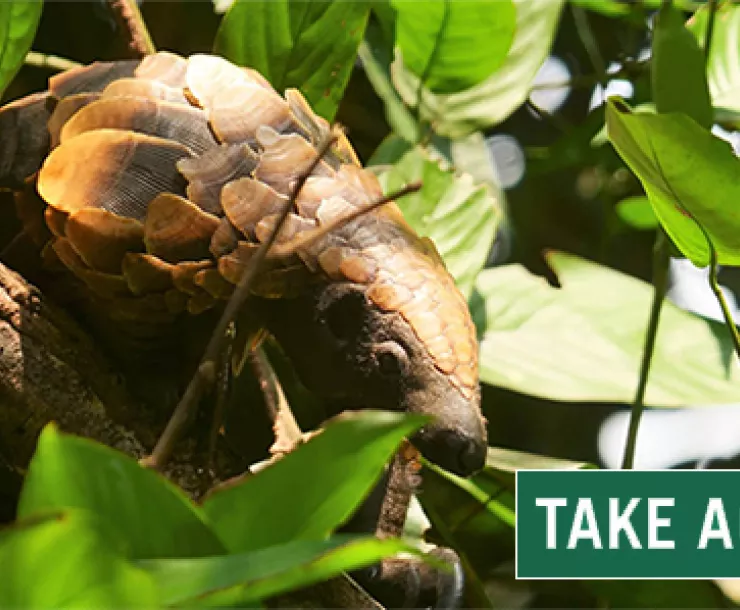 endangered-pangolin.png