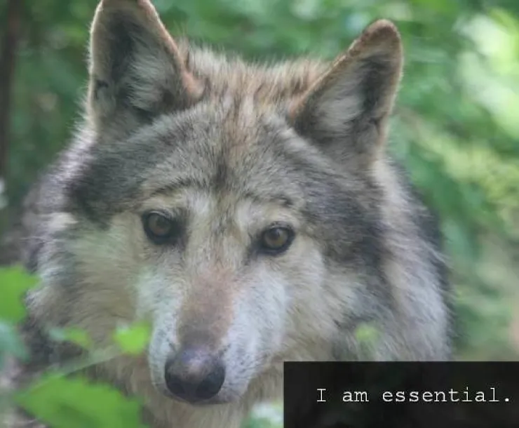 essential49_WCC.jpg