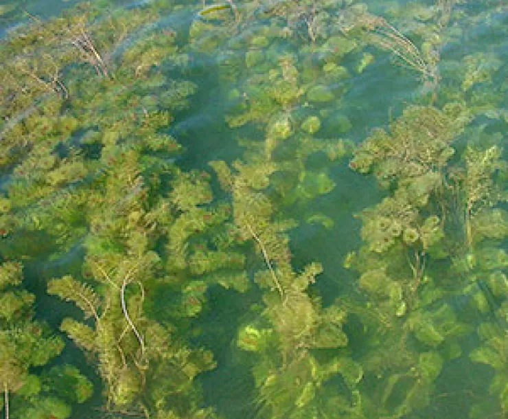 eurasian_milfoil.jpeg