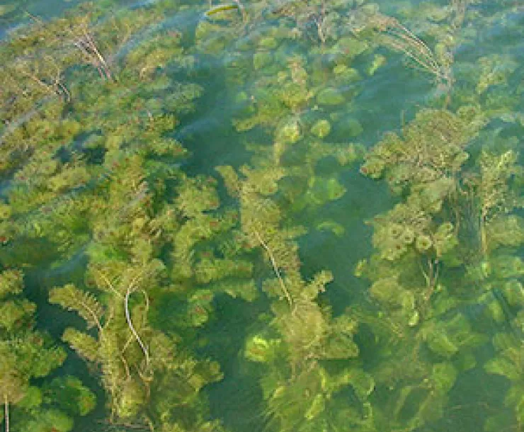 eurasian_milfoil.jpeg