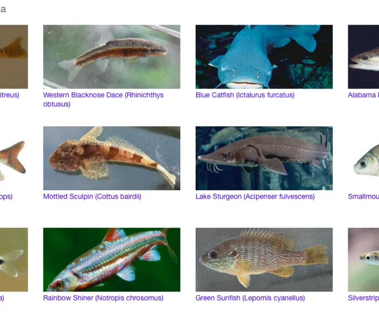facebookforfish.png