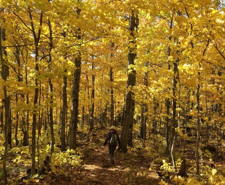 fall forest cut.jpg