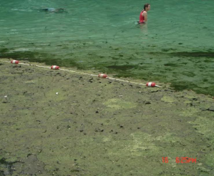 fanning springs 2.jpg