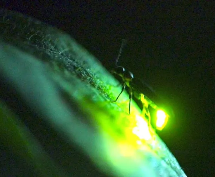 firefly.jpeg