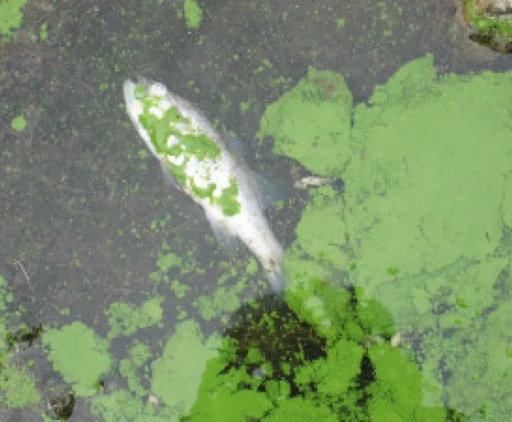 fish dieoff.jpg