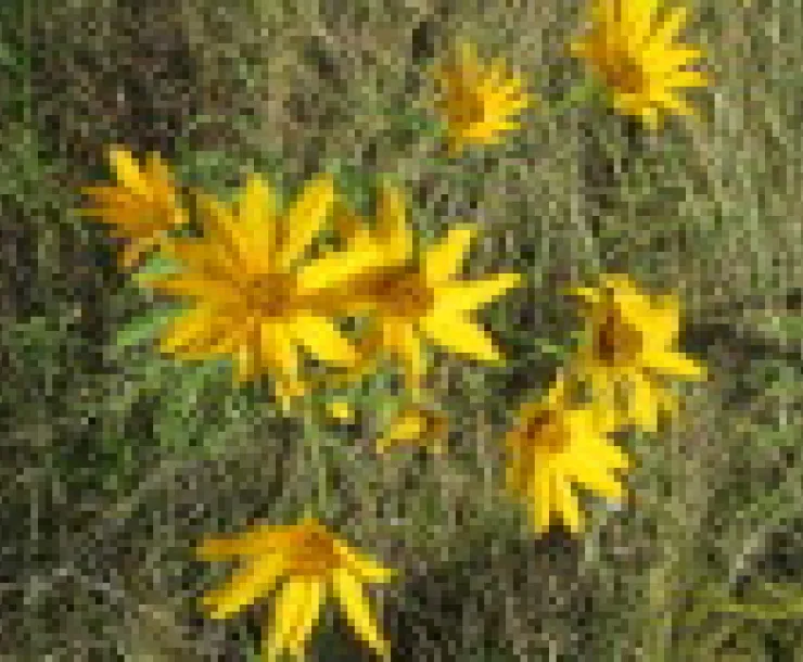 flowers.jpeg