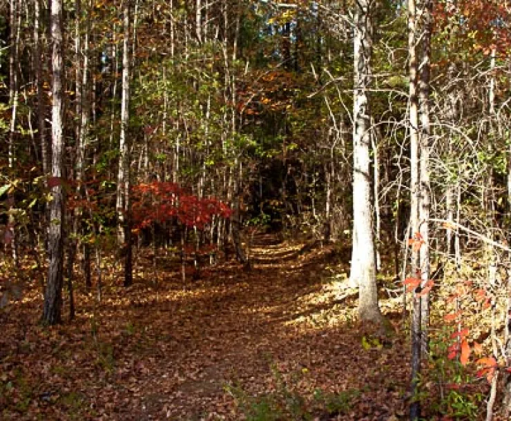 forest-1.jpg