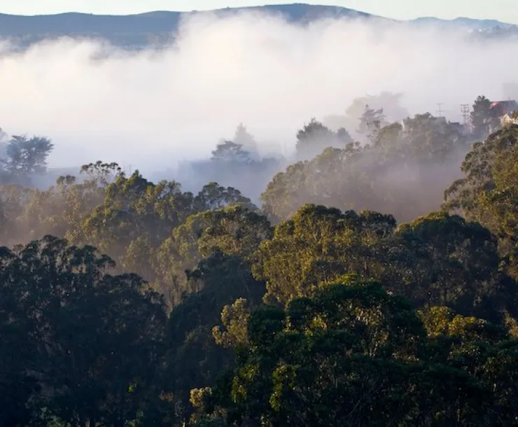 forest-and-fog.jpg