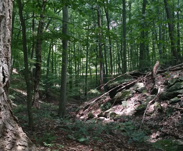 forest.png
