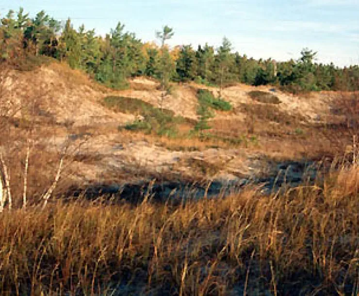 forestedridge1.jpg