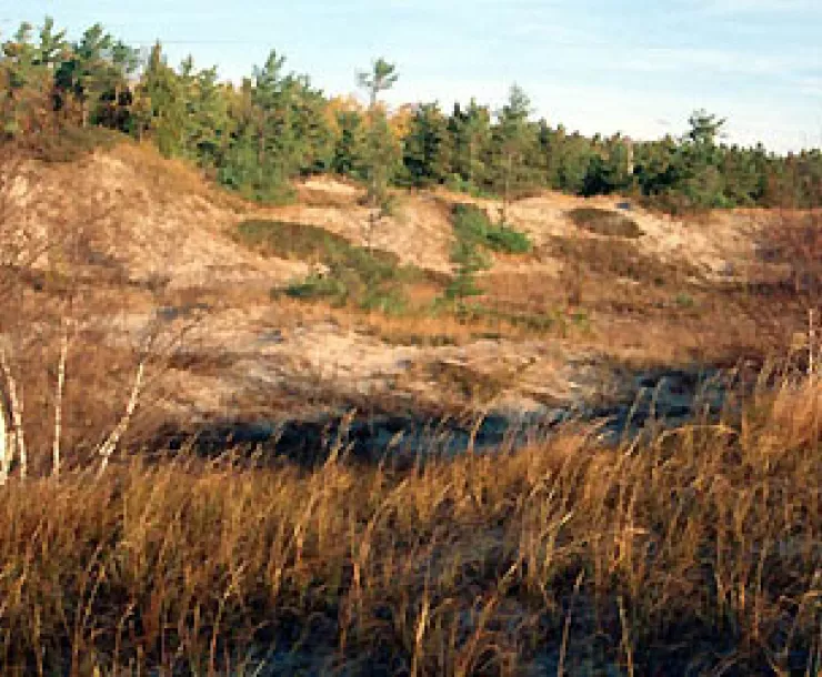 forestedridge1.jpg