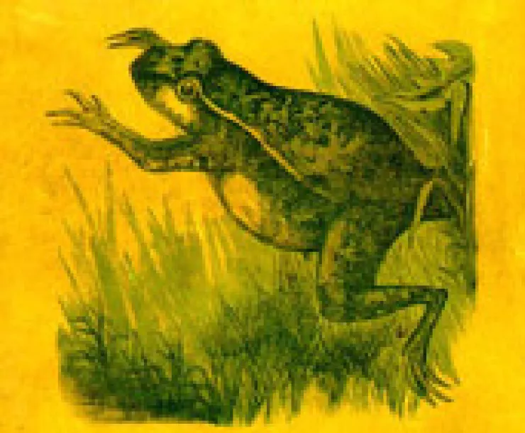 frog1.jpg