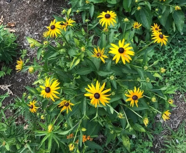 garden cropped.jpg