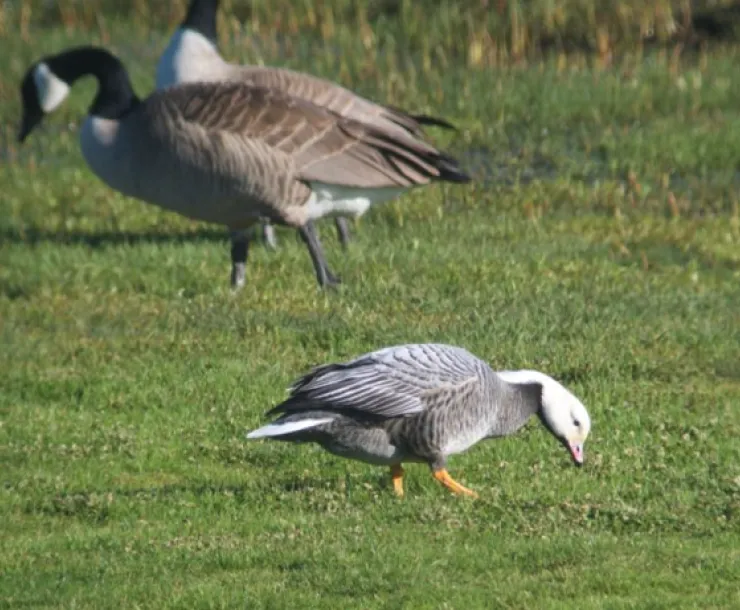 geese.png