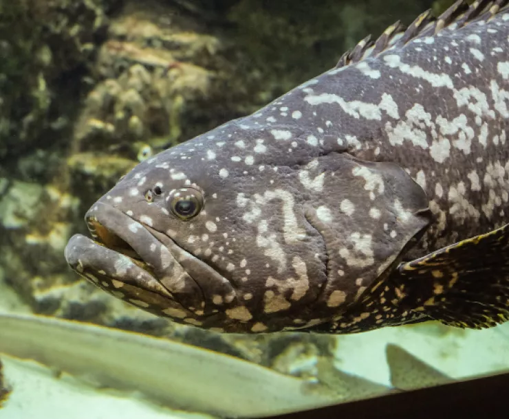 goliath grouper.png